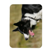 Magnet Flexible Capture d'écran de la bordure Collie 2 (Vertical)