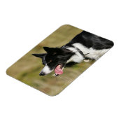 Magnet Flexible Capture d'écran de la bordure Collie 2 (Côté Gauche)