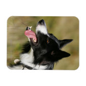 Magnet Flexible Capture d'écran de la bordure Collie 2 (Horizontal)