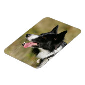 Magnet Flexible Capture d'écran de la bordure Collie 2 (Côté Gauche)