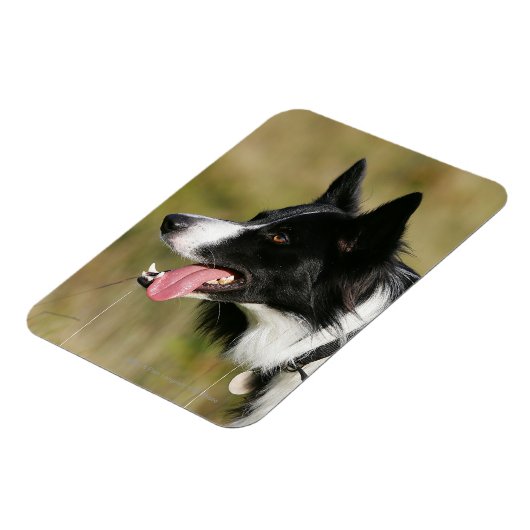 Magnet Flexible Capture d'écran de la bordure Collie 2 (Côté Gauche)