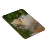 Magnet Flexible Capture d'écran de Poméranie 2 (Côté Droit)