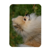 Magnet Flexible Capture d'écran de Poméranie 2 (Vertical)