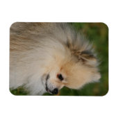 Magnet Flexible Capture d'écran de Poméranie 2 (Horizontal)