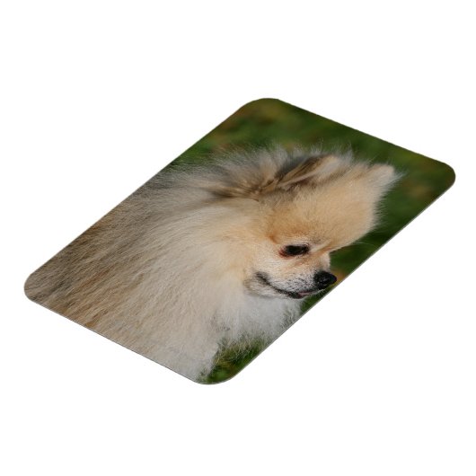 Magnet Flexible Capture d'écran de Poméranie 2 (Côté Gauche)