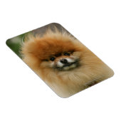 Magnet Flexible Capture d'écran de Poméranie regardant la caméra (Côté Droit)