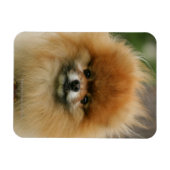 Magnet Flexible Capture d'écran de Poméranie regardant la caméra (Horizontal)