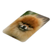 Magnet Flexible Capture d'écran de Poméranie regardant la caméra (Côté Gauche)