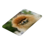 Magnet Flexible Capture d'écran de Poméranie regardant la caméra (Côté Gauche)