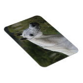 Magnet Flexible Capture d'écran du cheval arabe 1 (Côté Droit)