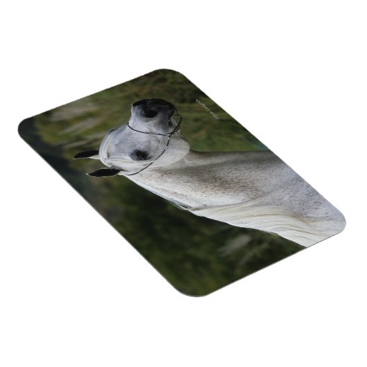 Magnet Flexible Capture d'écran du cheval arabe 1 (Côté Droit)