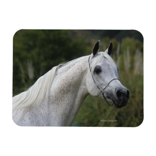 Magnet Flexible Capture d'écran du cheval arabe 1 (Horizontal)