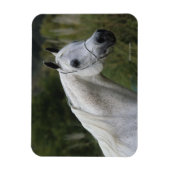 Magnet Flexible Capture d'écran du cheval arabe 1 (Vertical)