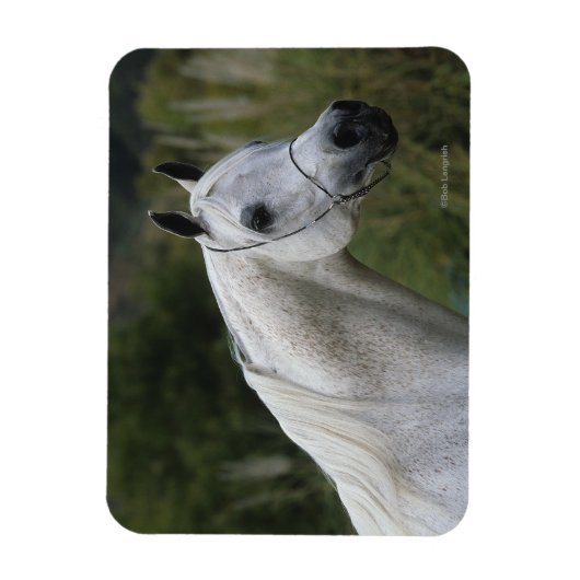 Magnet Flexible Capture d'écran du cheval arabe 1 (Vertical)