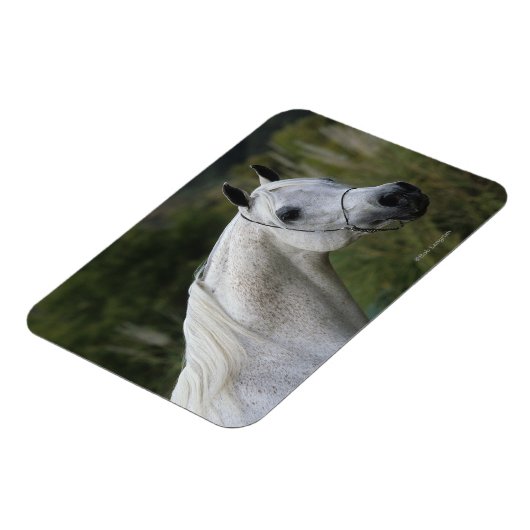 Magnet Flexible Capture d'écran du cheval arabe 1 (Côté Gauche)
