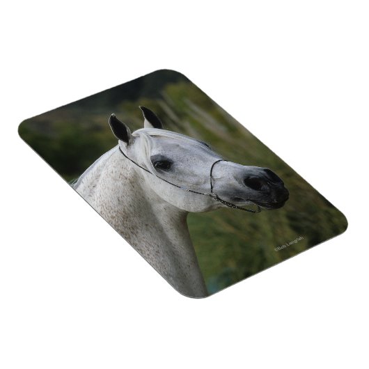 Magnet Flexible Capture d'écran du cheval arabe 1 (Côté Droit)