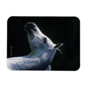 Magnet Flexible Capture d'écran du cheval arabe 2 (Horizontal)