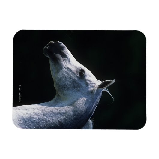 Magnet Flexible Capture d'écran du cheval arabe 2 (Horizontal)