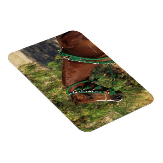 Magnet Flexible Capture d'écran du cheval arabe avec bride (Côté Droit)