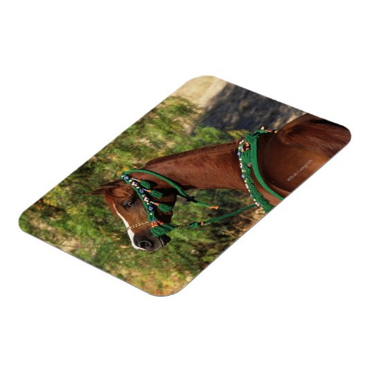 Magnet Flexible Capture d'écran du cheval arabe avec bride (Côté Gauche)