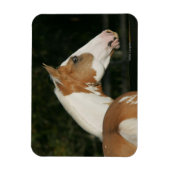 Magnet Flexible Capture d'écran du Cheval de peinture 2 (Vertical)