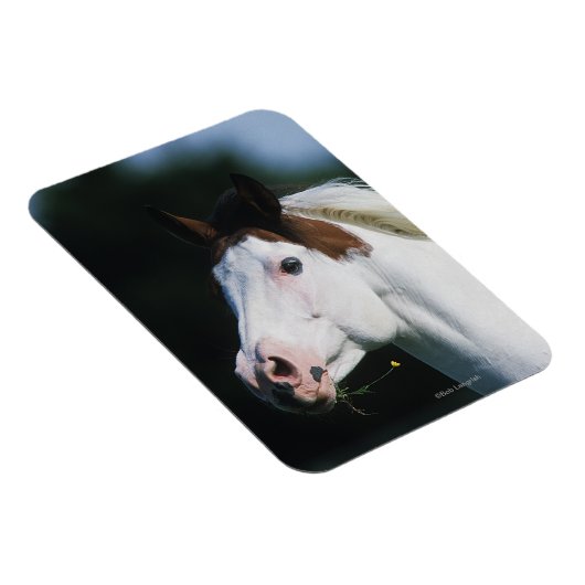 Magnet Flexible Capture d'écran du Cheval de peinture 3 (Côté Droit)