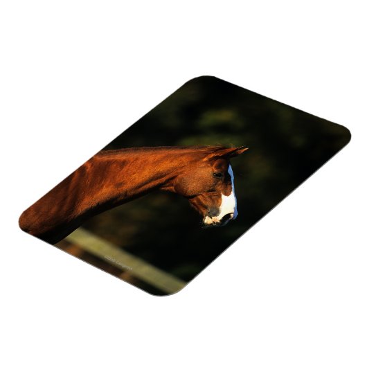 Magnet Flexible Capture d'écran du cheval Thoroughbred (Côté Gauche)