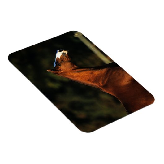 Magnet Flexible Capture d'écran du cheval Thoroughbred (Côté Droit)