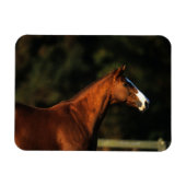 Magnet Flexible Capture d'écran du cheval Thoroughbred (Horizontal)