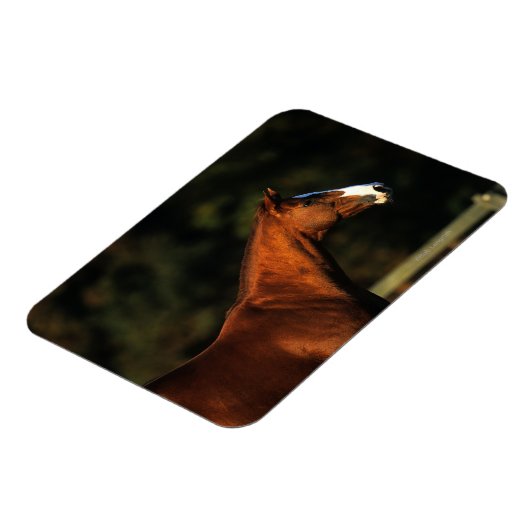 Magnet Flexible Capture d'écran du cheval Thoroughbred (Côté Gauche)