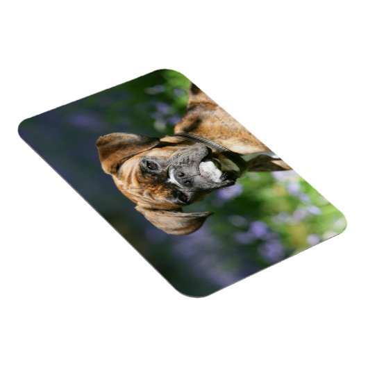 Magnet Flexible Capture d'écran du chien de boxe (Côté Droit)