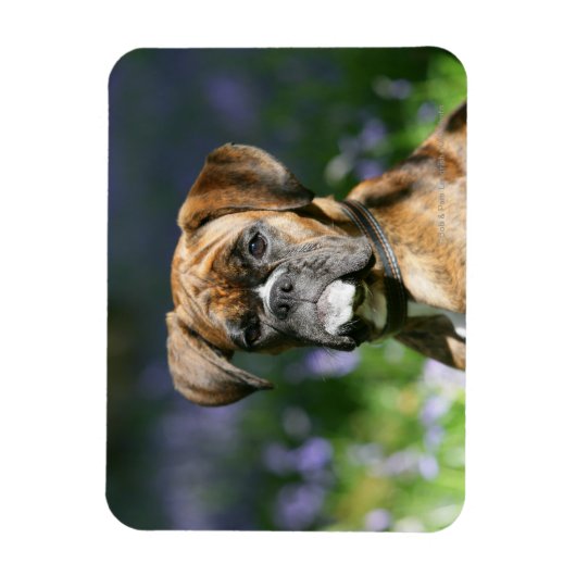 Magnet Flexible Capture d'écran du chien de boxe (Vertical)
