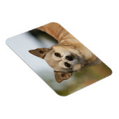 Magnet Flexible Capture d'écran du Chihuahua (Côté Droit)