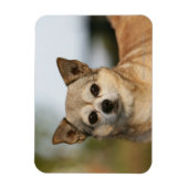 Magnet Flexible Capture d'écran du Chihuahua (Vertical)