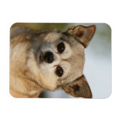 Magnet Flexible Capture d'écran du Chihuahua (Horizontal)