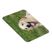 Magnet Flexible Capture d'écran Golden Retriever 1 (Côté Droit)