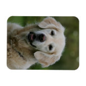 Magnet Flexible Capture d'écran Golden Retriever 2 (Horizontal)