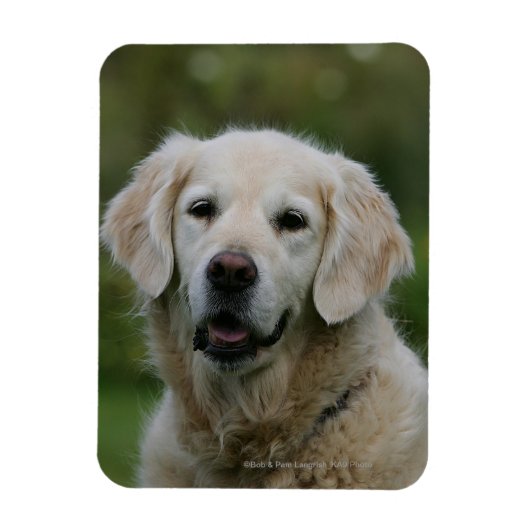 Magnet Flexible Capture d'écran Golden Retriever 2 (Vertical)
