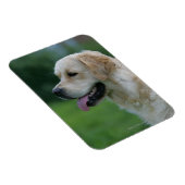 Magnet Flexible Capture d'écran Golden Retriever 2 2 (Côté Droit)