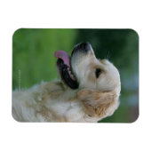Magnet Flexible Capture d'écran Golden Retriever 2 2 (Horizontal)