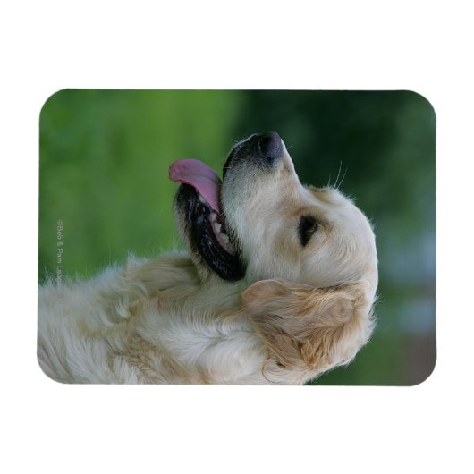 Magnet Flexible Capture d'écran Golden Retriever 2 2 (Horizontal)