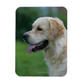 Magnet Flexible Capture d'écran Golden Retriever 2 2 (Vertical)