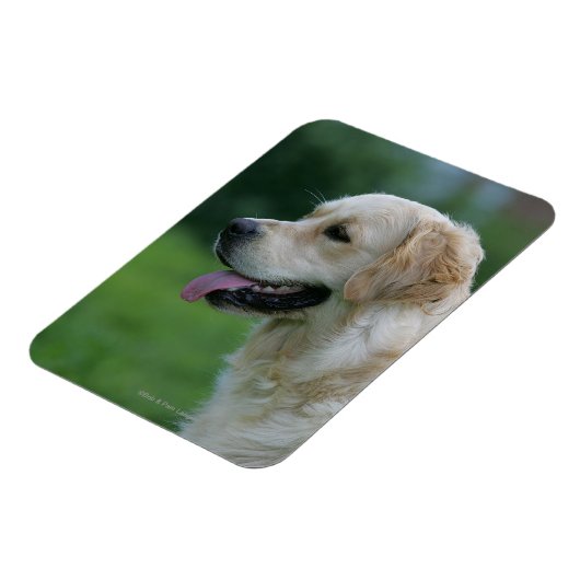 Magnet Flexible Capture d'écran Golden Retriever 2 2 (Côté Gauche)