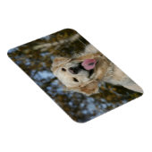 Magnet Flexible Capture d'écran Golden Retriever 3 (Côté Droit)