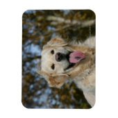 Magnet Flexible Capture d'écran Golden Retriever 3 (Vertical)