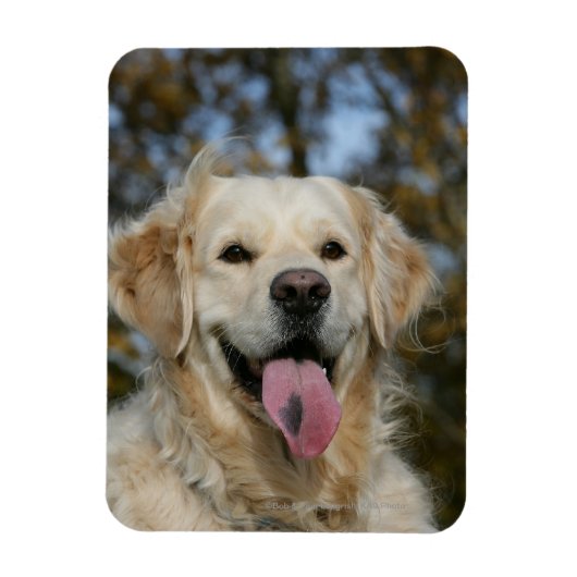 Magnet Flexible Capture d'écran Golden Retriever 3 (Vertical)