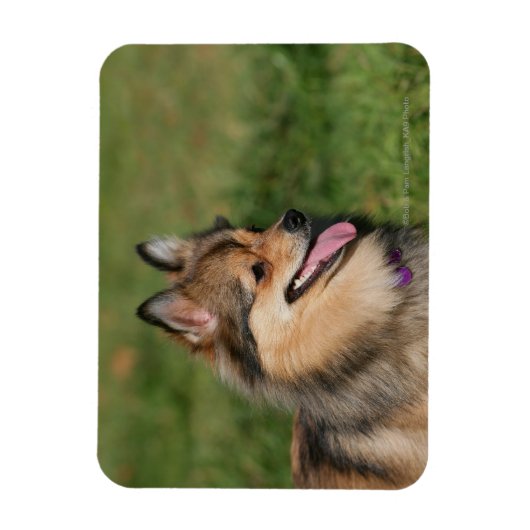 Magnet Flexible Capture d'écran Poméranienne (Vertical)