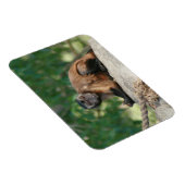 Magnet Flexible Capuchin Singe Mignonne Mais Cranky (Côté Droit)