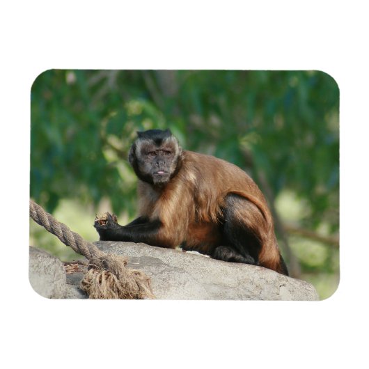 Magnet Flexible Capuchin Singe Mignonne Mais Cranky (Horizontal)