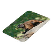 Magnet Flexible Capuchin Singe Mignonne Mais Cranky (Côté Gauche)